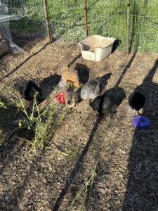 Baby Chickens April 2024