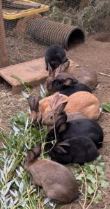 una june 2024 litter